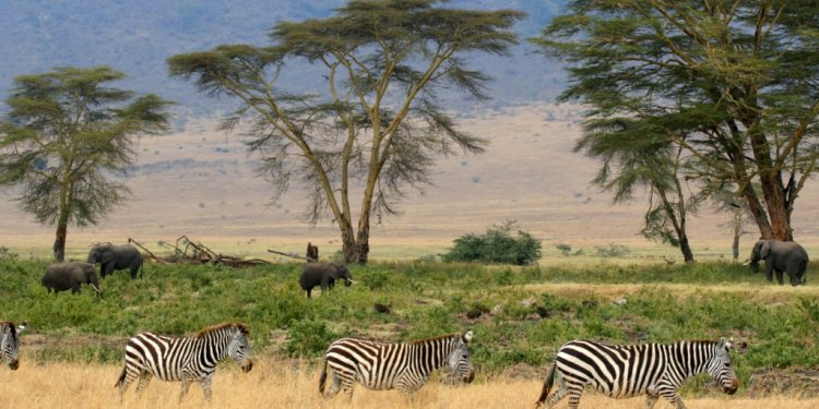 Tanzania[edit]