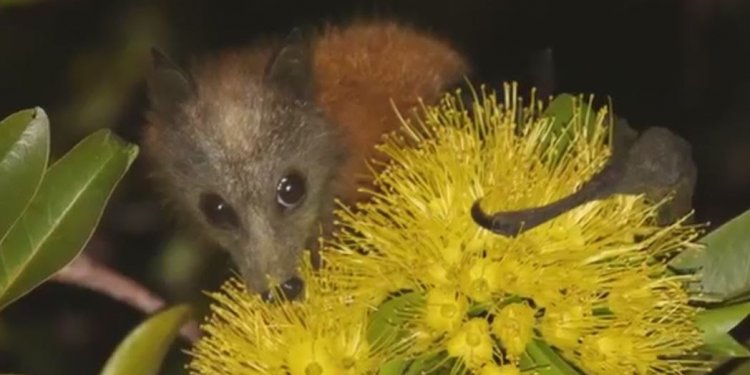 Megabats Flying-foxes Fruit