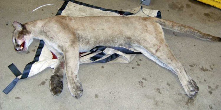 Mountain lion causes a stir