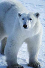 Arctic polar bear