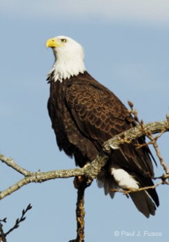 Bald Eagle