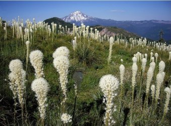 Beargrass Blast by Nina, Willamette National Forest, Oregon, July 15, 2013