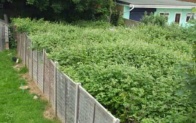 Image of an overgrown lawn