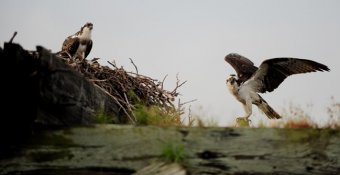 Langley ospreys find new home, photo by Staff Sgt. Jarad A. Denton, July 22, 2013