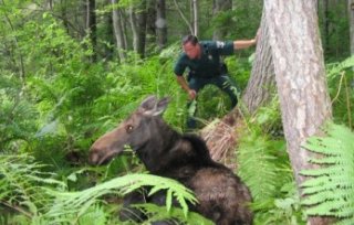 Officer with a moose