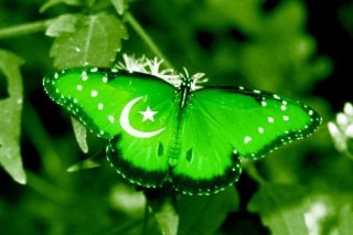 pakistan butterfly