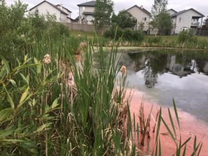 Petroleum product in storm pond 3