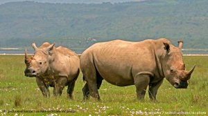 Photo: Two rhinos in a meadow